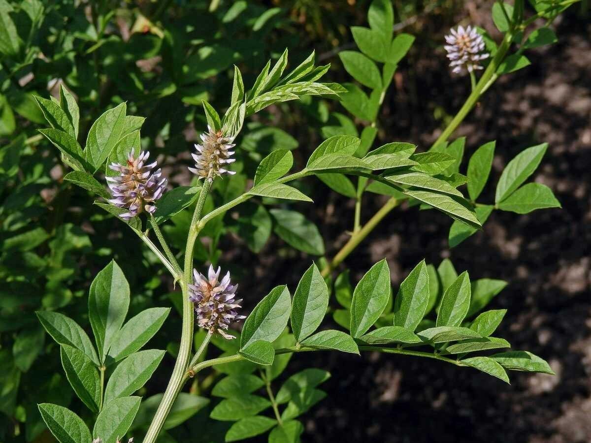 Солодка. Солодка Уральская (Glycyrrhiza uralensis). Солодка Уральская — Glycyrrhiza uralensis Fisch.. Glycyrrhiza glabra. Солодка Glycyrrhiza glabra.