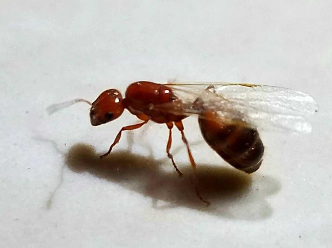 Летающие муравьи в доме. Рыжие муравьи с крыльями. Насекомые похожие на муравьев с крыльями. Летающие муравьи. Муравьи с крылышками.