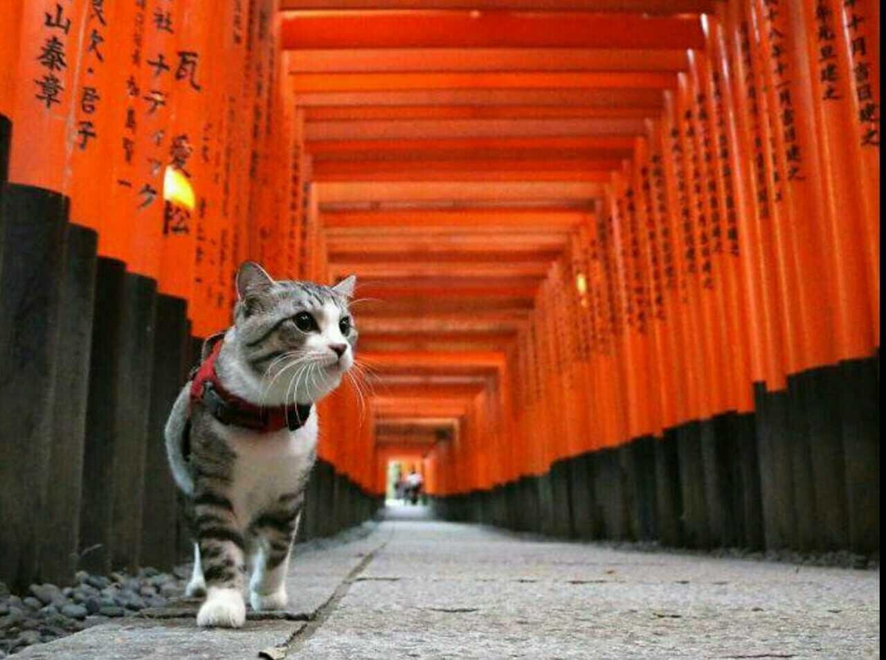 Hello street cat live. Кошки в Японии. Японский кот. Китайская кошка. Котэ японский.