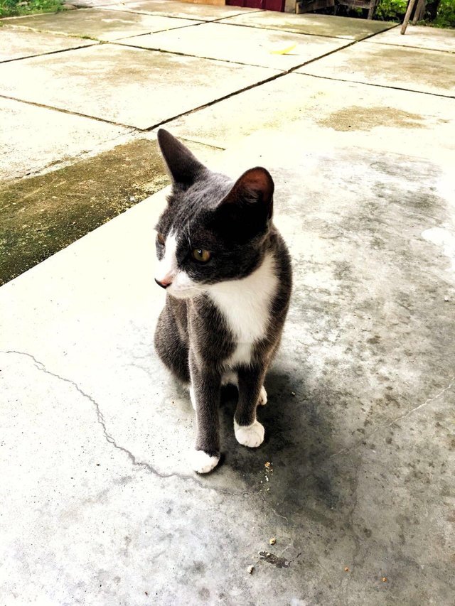 He almost the neighbour s cat. He almost the neighbour s cat. He almost the neighbour s cat. He almost the neighbours cat. He almost the neighbour s cat.