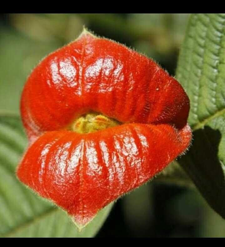 Psychotria elata