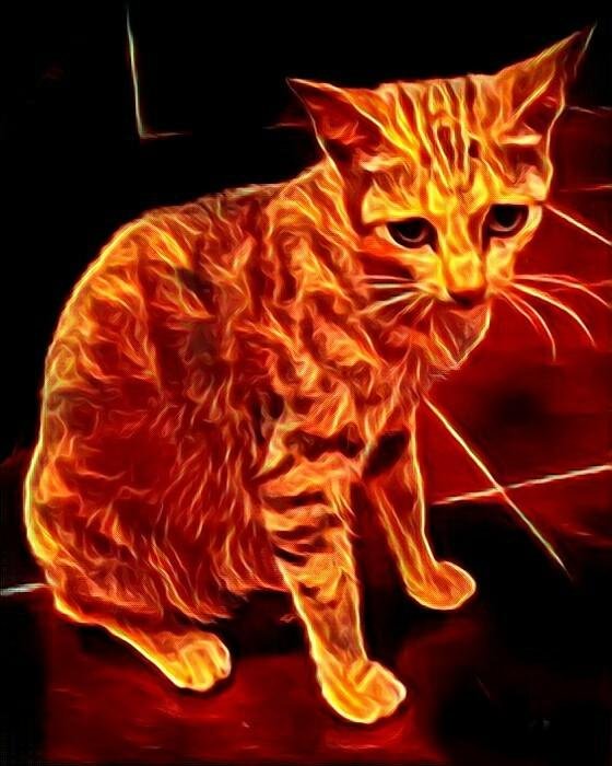 Cat edits