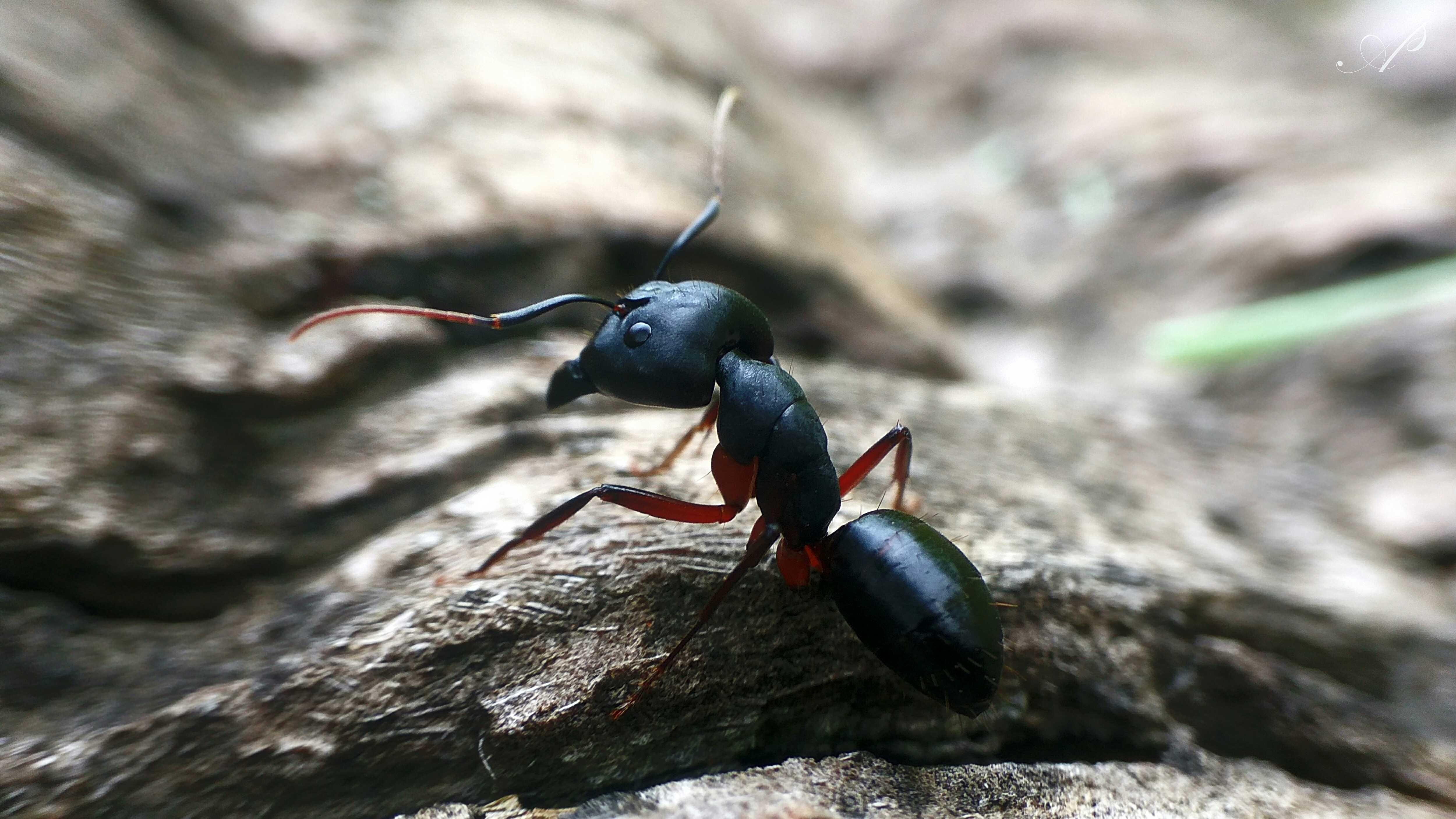Черный муравей. Черный садовый муравей Муравейник. Четырехточечный муравей. Черный садовый муравей ареал. Дикие муравьи.