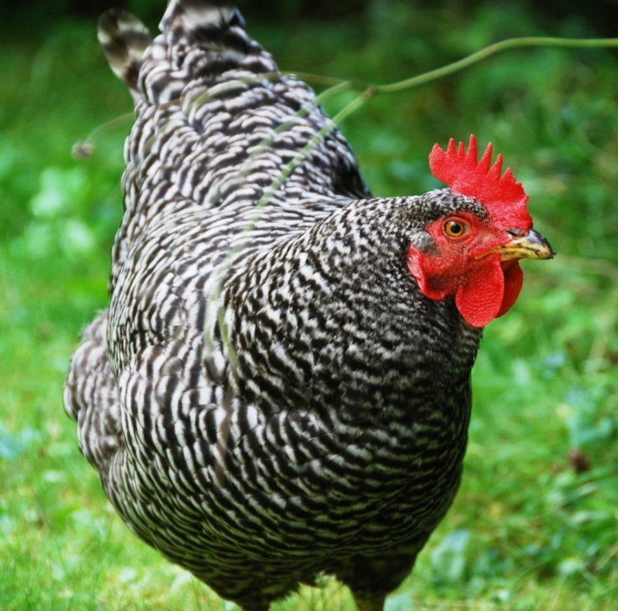 Current varieties of plymouth rock chicken consist of Barred Plymouth Rock,...