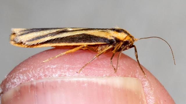 Phaeophlebosia furcifera MV BY Tas n1.jpg