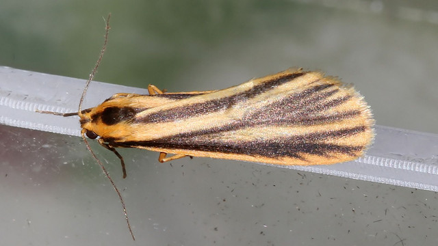 Phaeophlebosia furcifera MV BY Tas n2.jpg