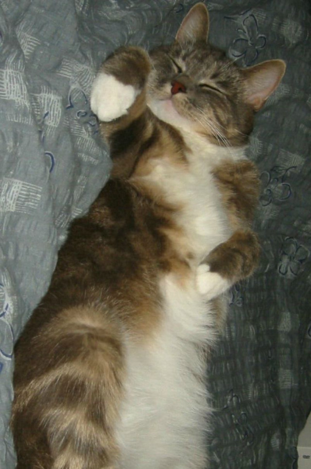 DQmV9uE1SBSAedrzqMPnSitLMLuLYxfjffryiVJ8Pah1juZ.jpg