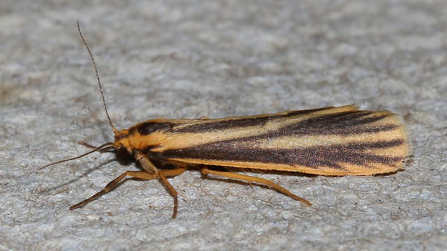 Phaeophlebosia furcifera MV BY Tas n3.jpg