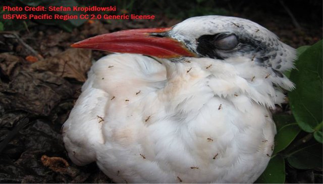 Red-tailed tropic bird swarmed_by_yellow_crazy_ants Photo by Stefan Kropidlowski USFWS  Pacific Region 2.0 generic.jpg