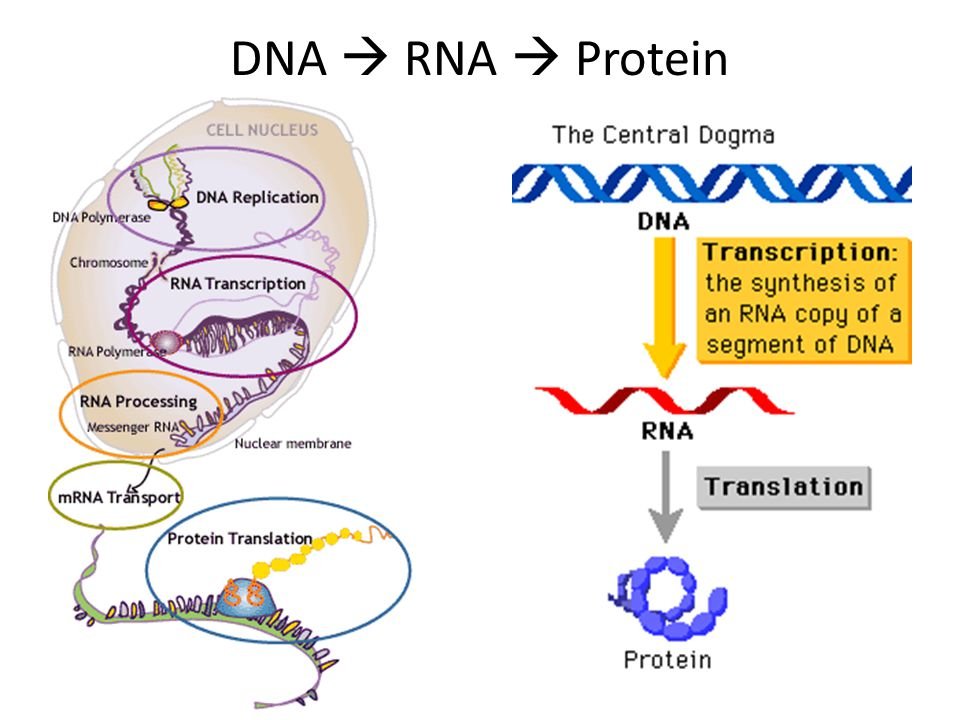 Днк рнк белки. DNA RNA Protein. RNA Synthesis. (. Synthesis of DNA RNA and Protein. DNA Synthesis.