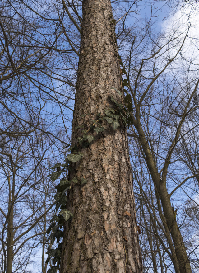 woods3.jpg