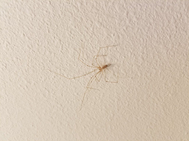 spider.jpg