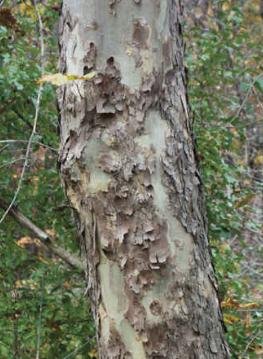 tree21.jpg