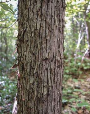 tree24.jpg