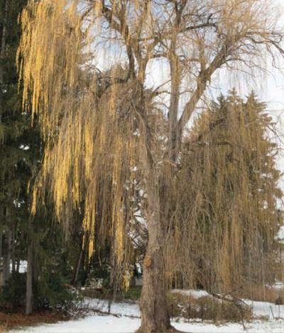tree14.jpg