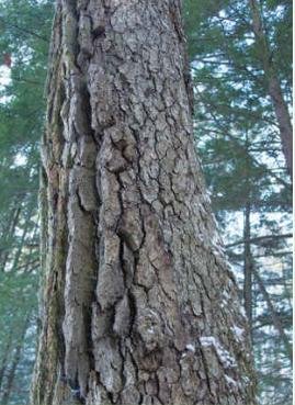 tree11.jpg