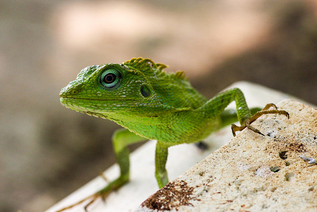 lizard.jpg
