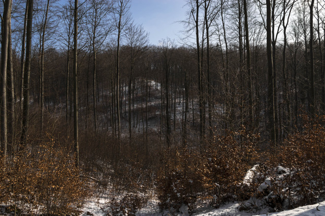 woods2.jpg