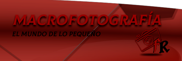 banner.png