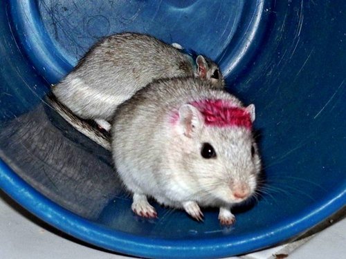 Kein Bild