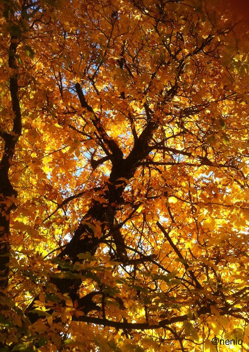 fall00.jpg