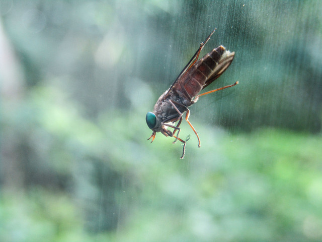 Tabano.jpg