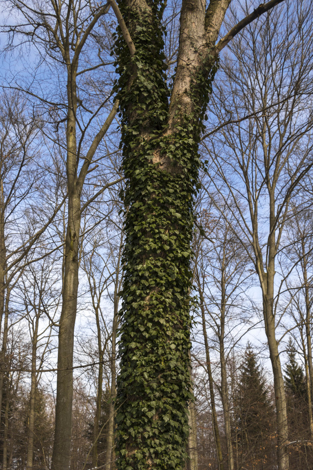 woods5.jpg