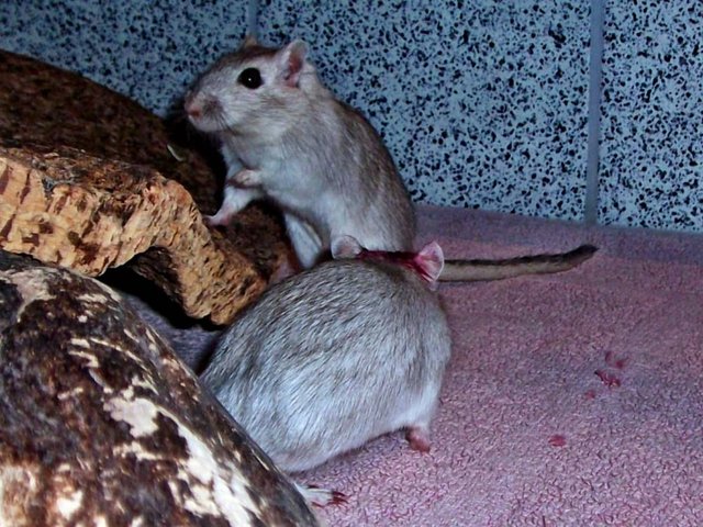 Rennmaus Bild des Tages