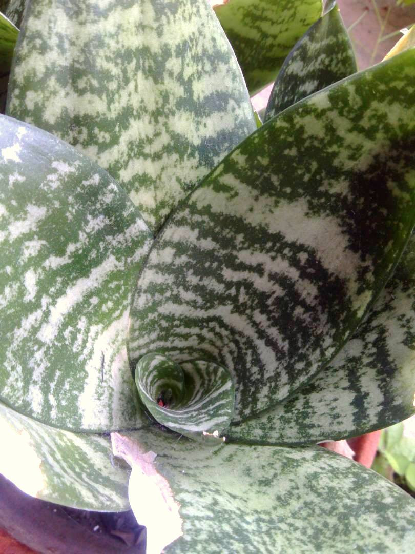 verde5.jpg