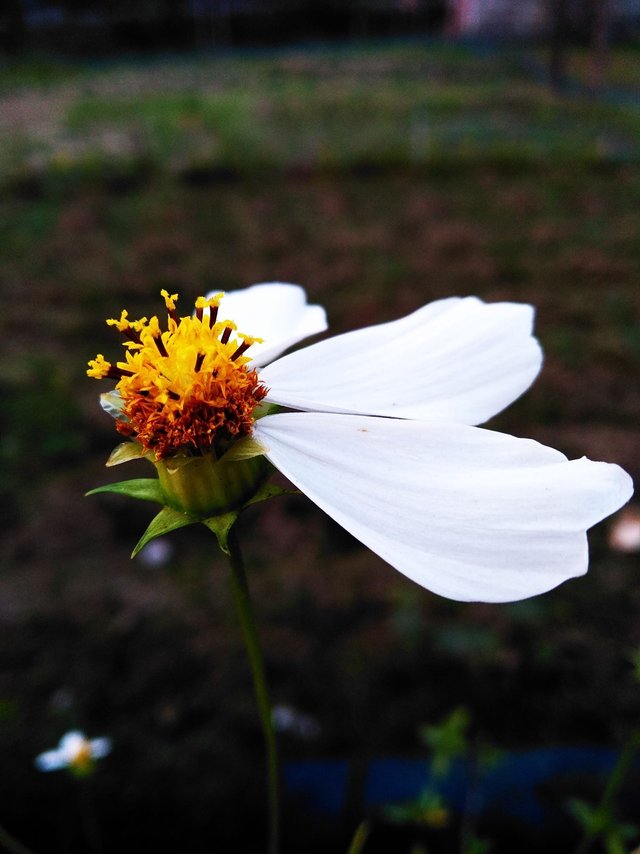 pretty.jpg