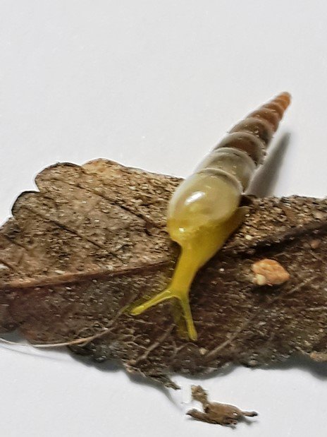 snail2.jpg