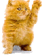 gatito.gif