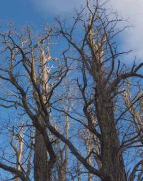 tree22.jpg