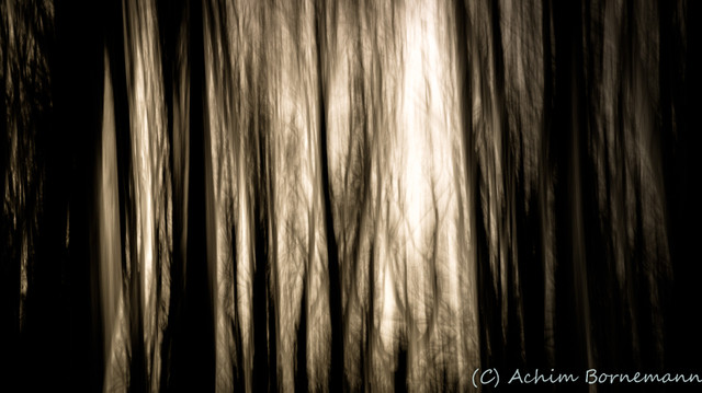 Forest.jpg