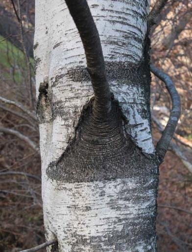tree16.jpg