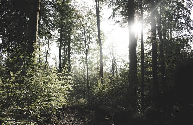forest.jpg