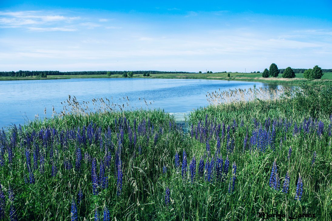Вижу синюю реку. Полевые цветы у реки. Цветущие берега рек. Светлости река цветы. Голубые цветы у рек в июне.