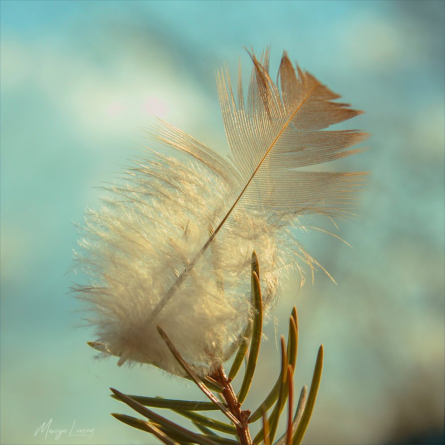 Light feather. Перышко. Легкость перышко. Воробьиное перо. Нежные перья.