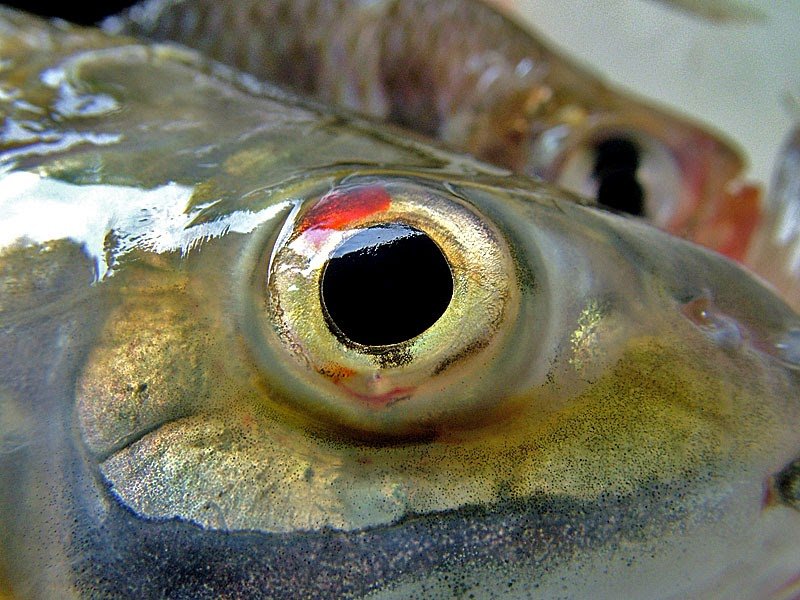 Ем глаза рыбы. Рыбьи глазки. Рыбий глаз рыба. Глаз рыбы фото.