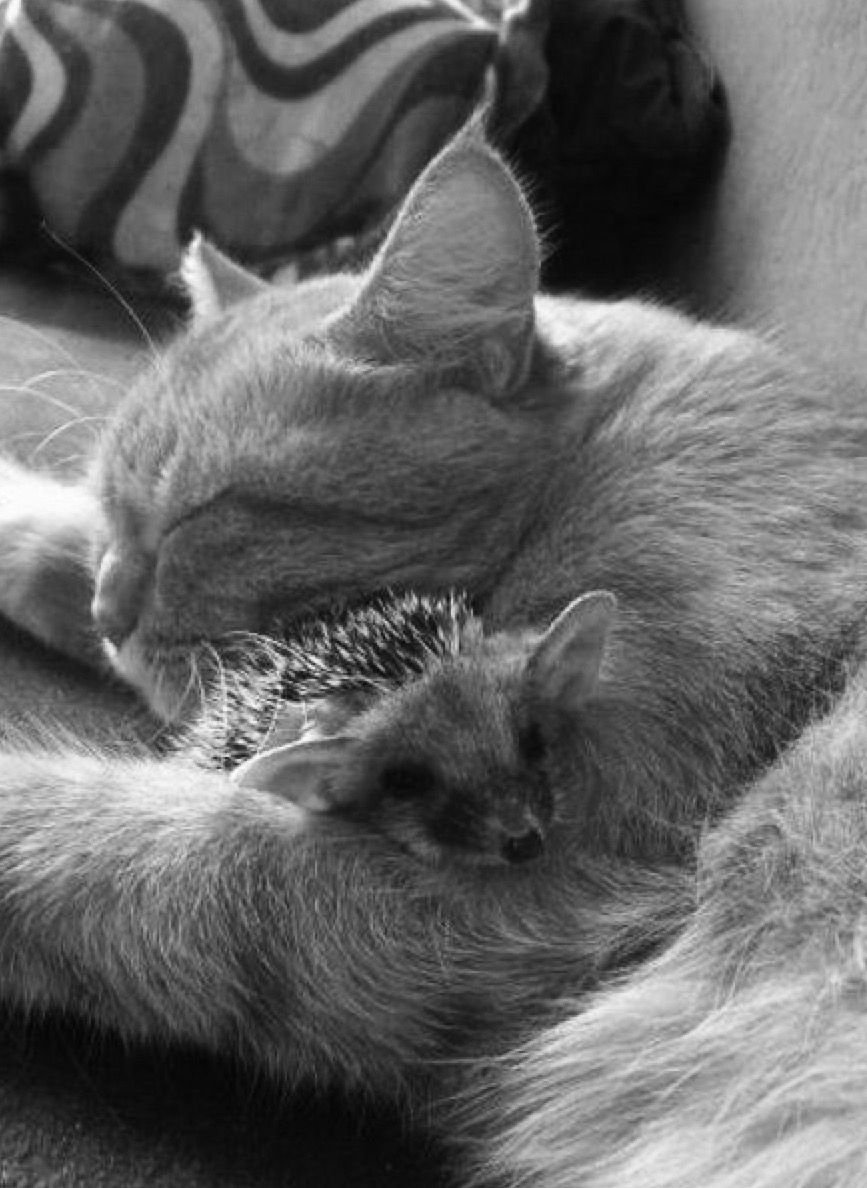 Кошка еж. Коты обнимаются. Кот обнимает ежика. Котик и Ёжик обнимаются. Котенок и ежонок.