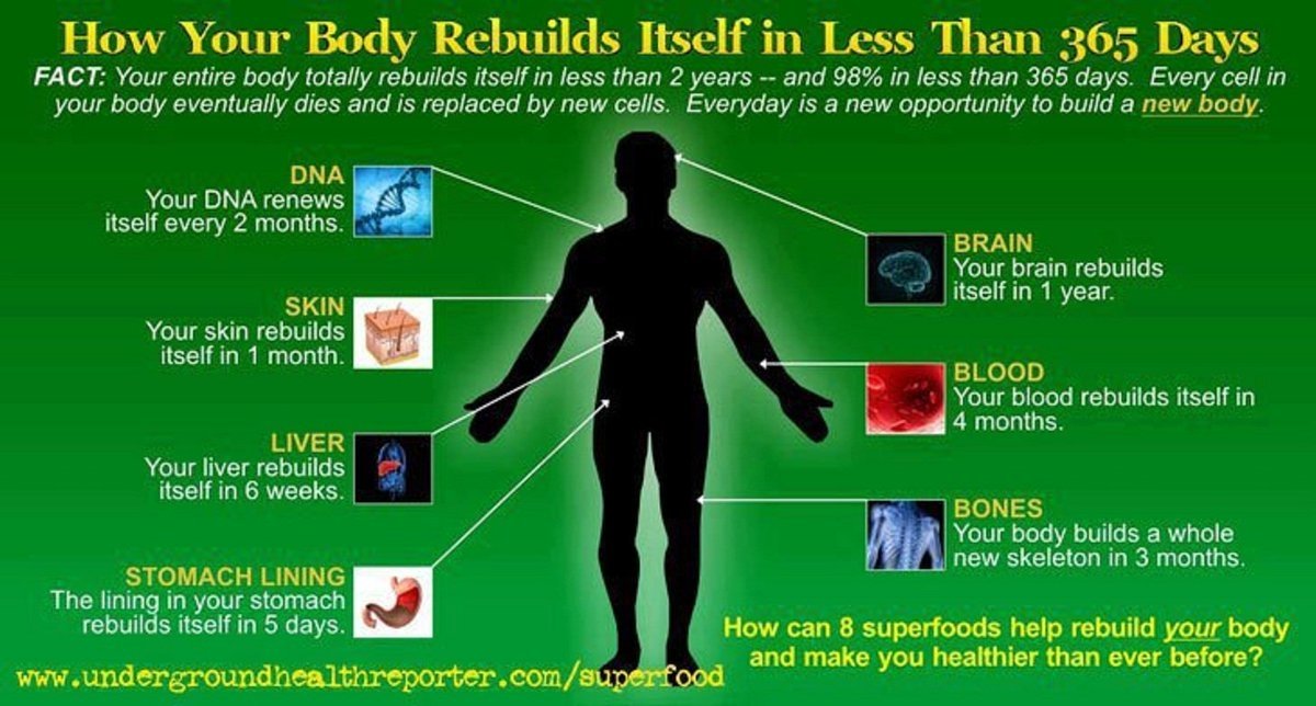 Восстановится ли организм. Время обновления клеток в организме. Как обновляется организм. Обновление клеток в организме человека сроки. Периоды обновления органов человека.