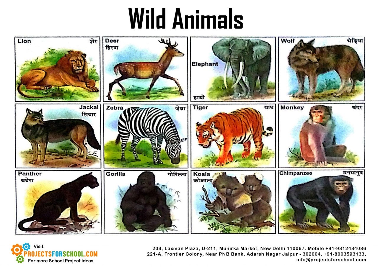 Животные на я. Плакаты Wild animals Chart. Wild animals лексика английский. Wild and free животные. Животные на ар начинается.