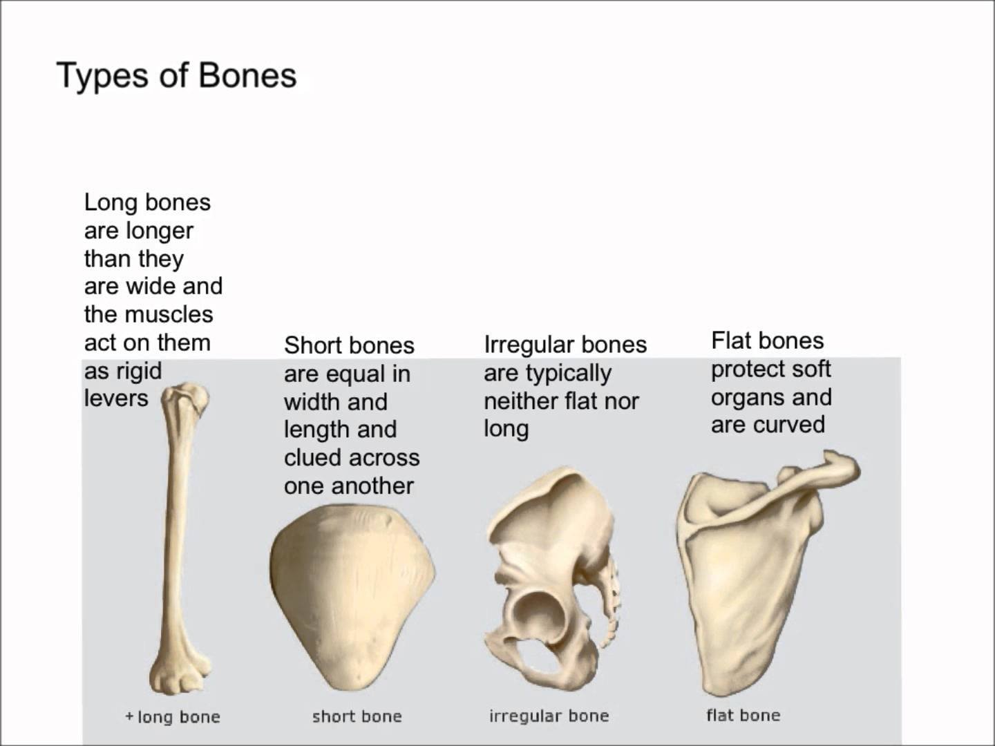 Video bone. Плоские кости. Types of Bones. Flat Bones. Type of Human Bones.