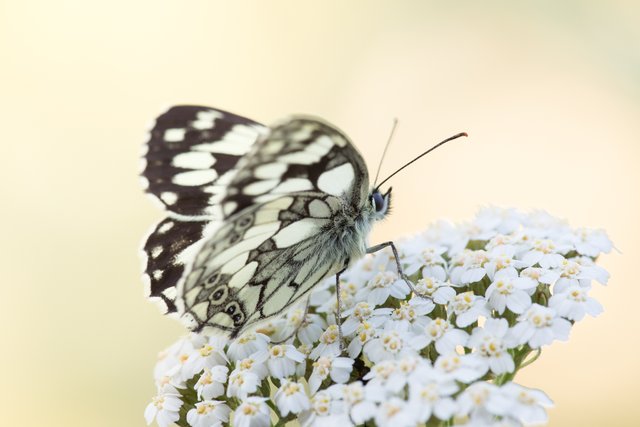 Schachbrettfalter (Melanargia galathea)_CI4A8398-BF-BF.jpg