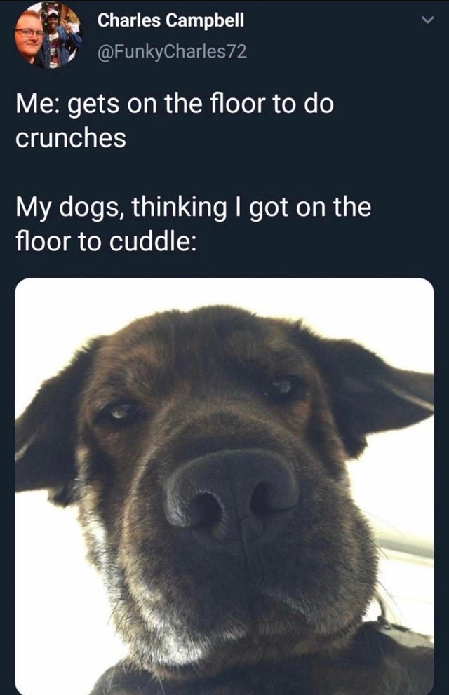 dogs thinking i got on the floor to cuddle.jpg