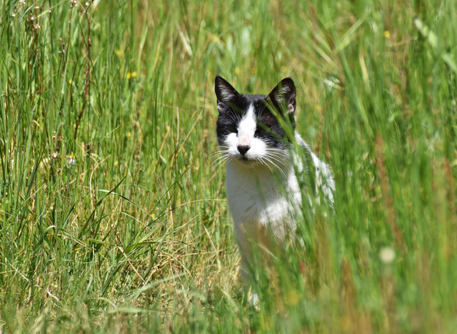 kitty grass 1.jpg