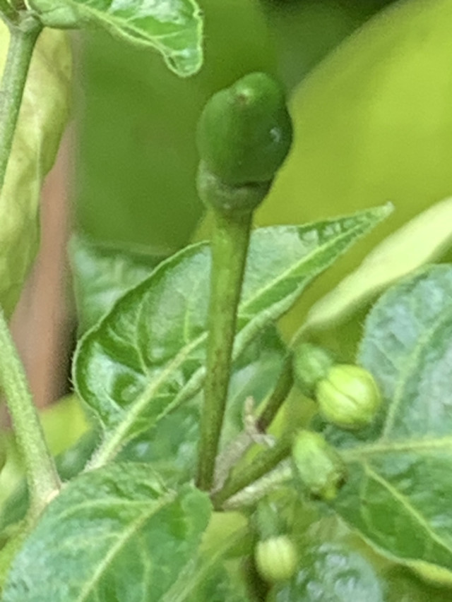 chilli flowers2.jpg