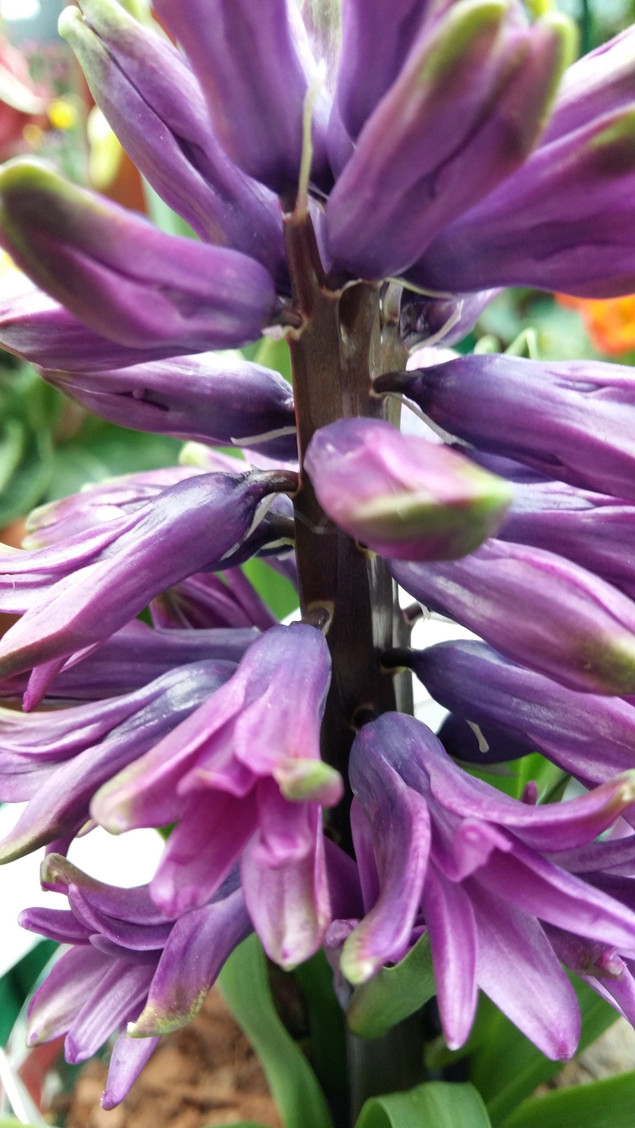 purple hyacynth
