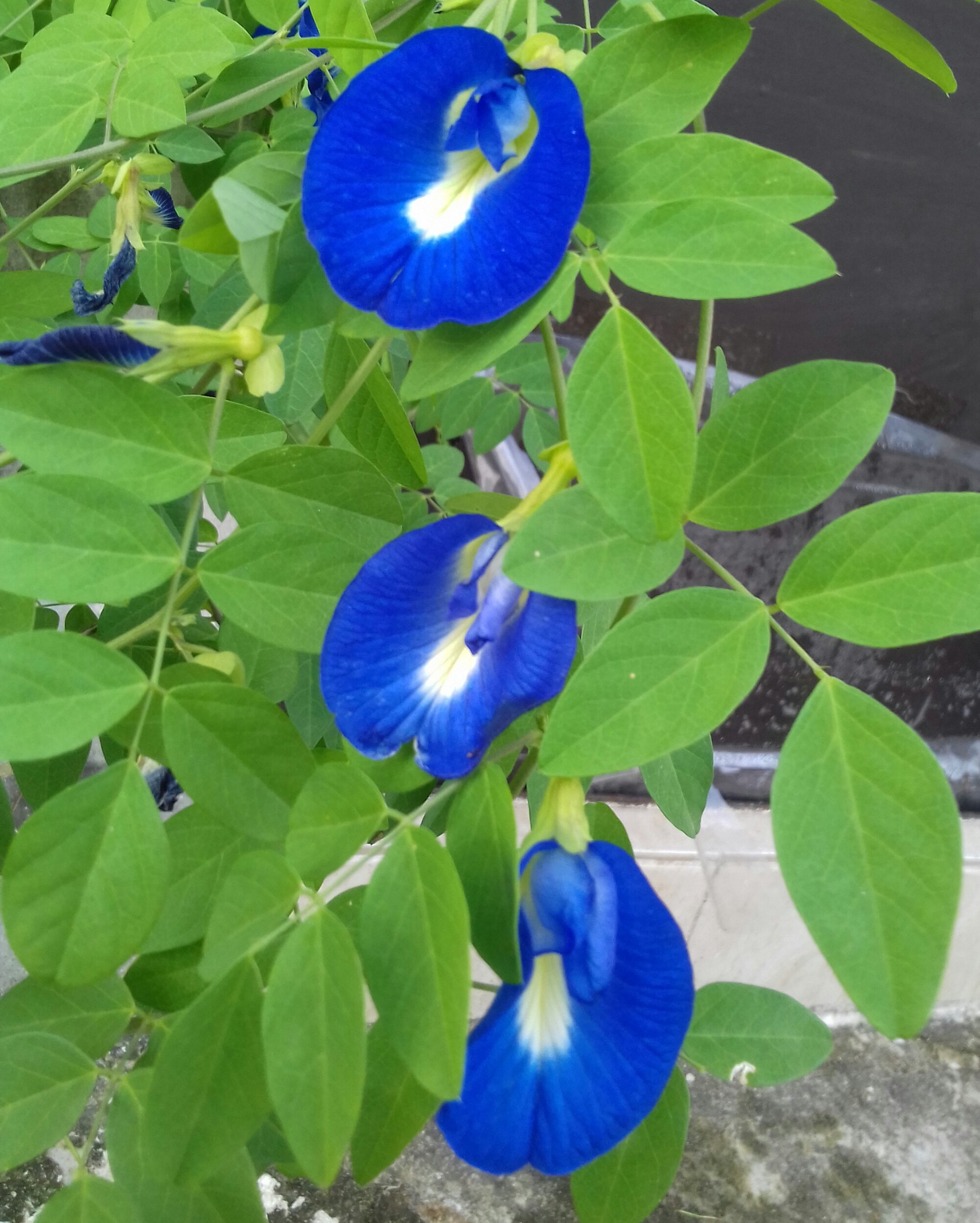 CLITORIA ( অপরাজিতা) FLOWERS PHOTOGRAPHY. 