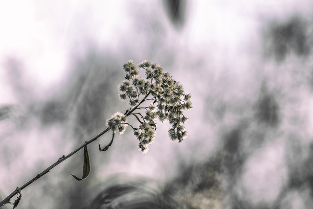 DSC_1048-DUO-2-ST.png